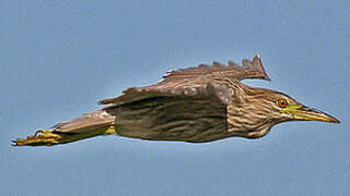 Black-crowned Night Heron