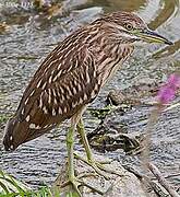 Black-crowned Night Heron