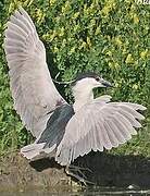 Black-crowned Night Heron