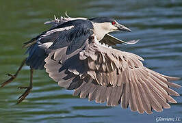 Black-crowned Night Heron