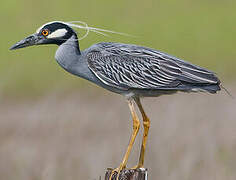 Yellow-crowned Night Heron