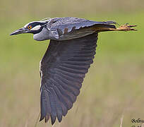 Yellow-crowned Night Heron