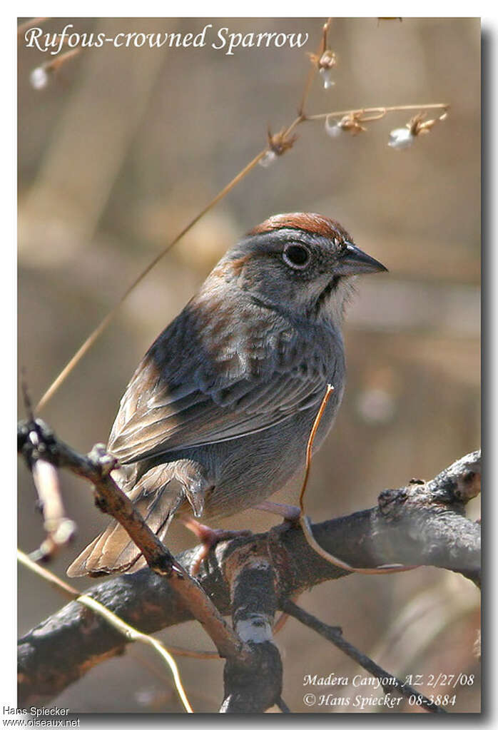 Rufous-crowned Sparrowadult, close-up portrait