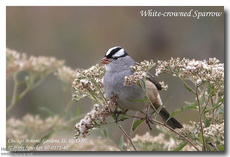 Bruant à couronne blancheadulte, régime