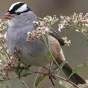 White-crowned Sparrow