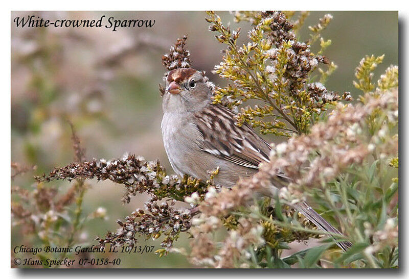 Bruant à couronne blancheimmature