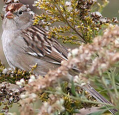 Bruant à couronne blanche