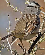 White-crowned Sparrow