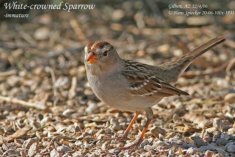 White-crowned Sparrowjuvenile