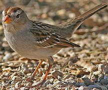 White-crowned Sparrow