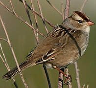 White-crowned Sparrow