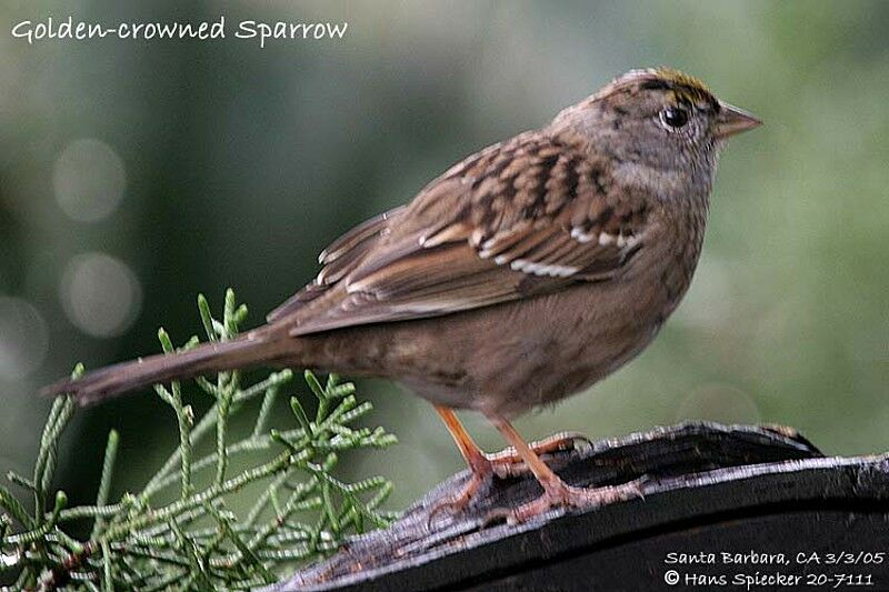 Golden-crowned Sparrow