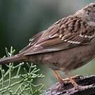 Bruant à couronne dorée