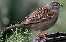 Golden-crowned Sparrow