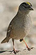 Golden-crowned Sparrow