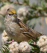 Golden-crowned Sparrow