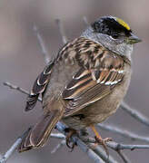 Golden-crowned Sparrow