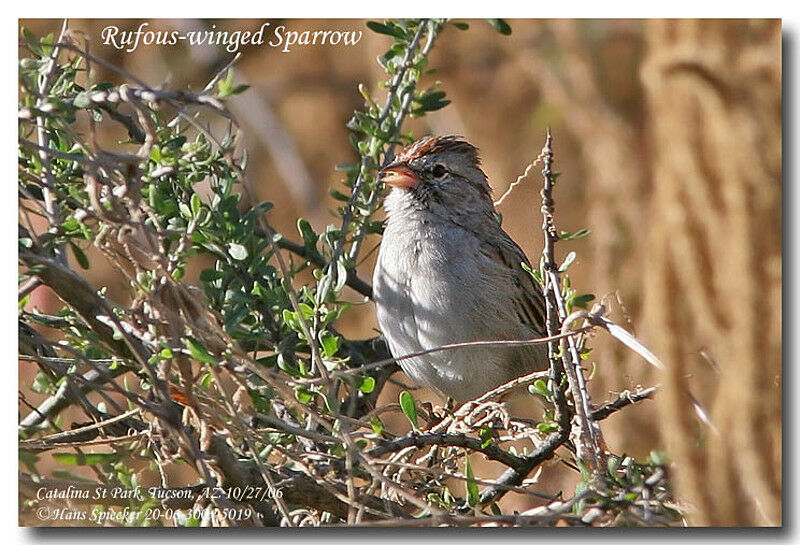 Rufous-winged Sparrowadult