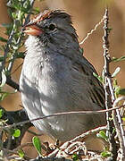 Rufous-winged Sparrow