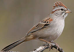 Rufous-winged Sparrow