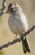 Rufous-winged Sparrow