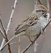 Rufous-winged Sparrow