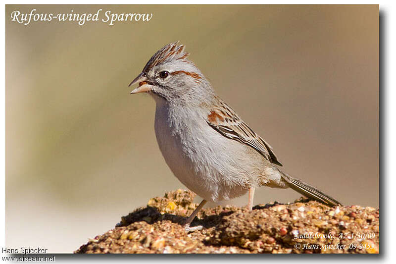 Rufous-winged Sparrowadult