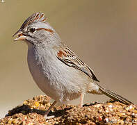 Rufous-winged Sparrow