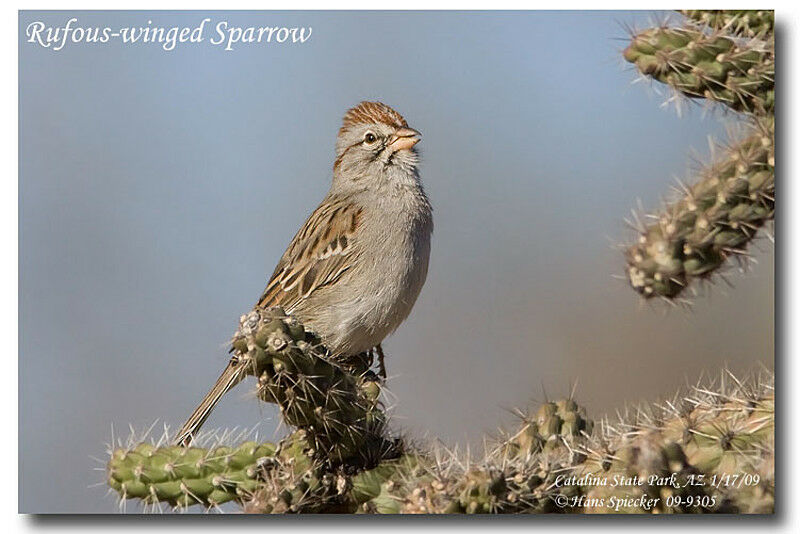 Rufous-winged Sparrowadult