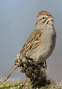 Rufous-winged Sparrow