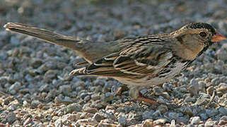 Harris's Sparrow