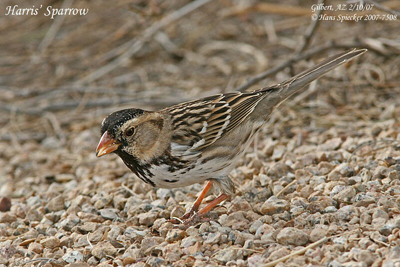 Harris's Sparrowadult