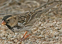 Harris's Sparrow