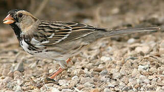 Harris's Sparrow