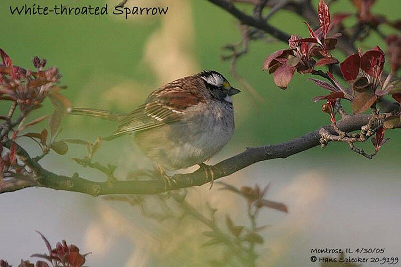 White-throated Sparrow