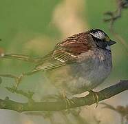 White-throated Sparrow