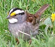 White-throated Sparrow