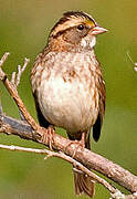 White-throated Sparrow