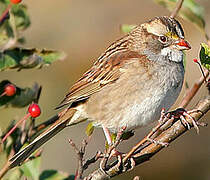 White-throated Sparrow