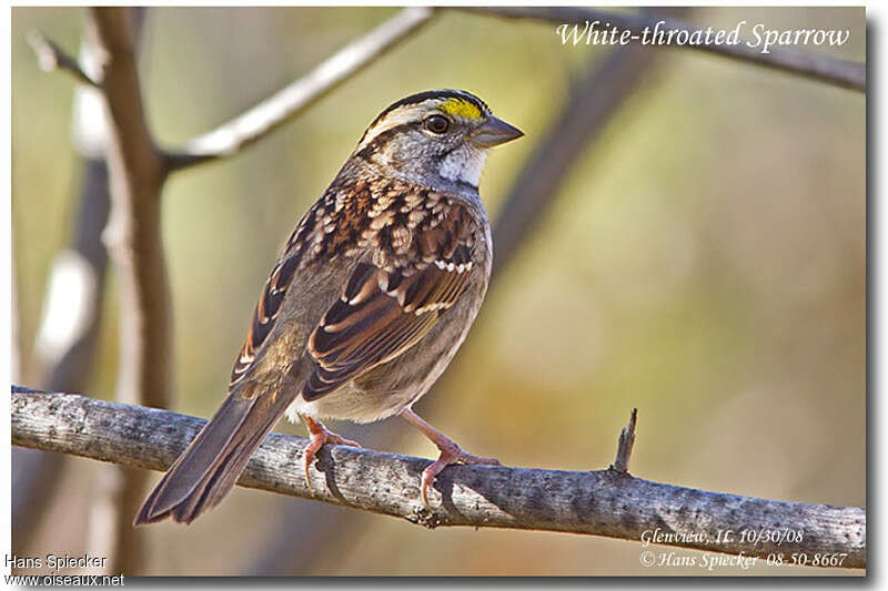 White-throated Sparrowadult transition, pigmentation