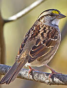 White-throated Sparrow