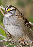 White-throated Sparrow