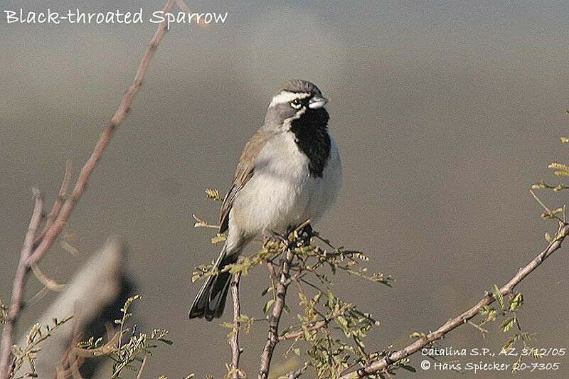 Black-throated Sparrow