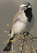 Black-throated Sparrow