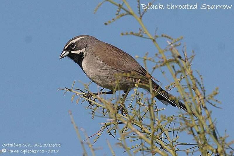 Black-throated Sparrow