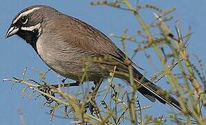 Black-throated Sparrow