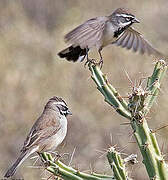 Black-throated Sparrow