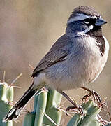 Black-throated Sparrow