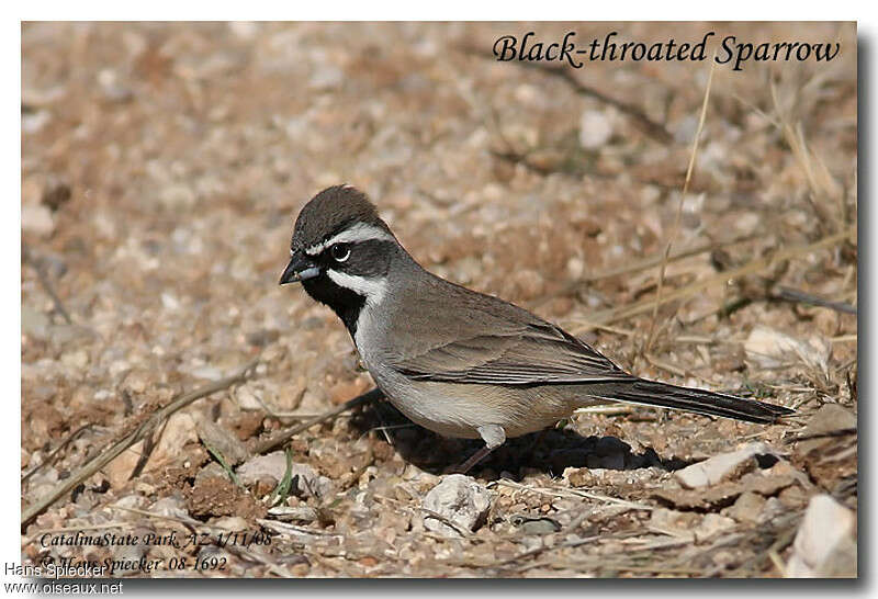 Bruant à gorge noireadulte, identification