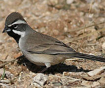 Black-throated Sparrow